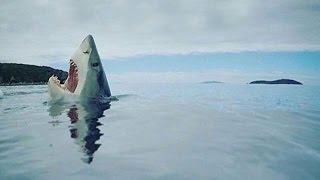 Sneaky Encounter While Kayaking At Fort De Soto Park [upl. by Sherrer]