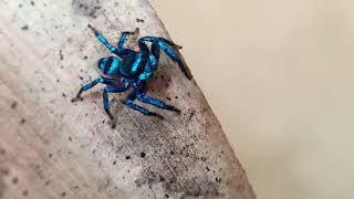 Metallic Blue Jumper Spider Thiania bhamoensis Thorell 1887 [upl. by Dorene]