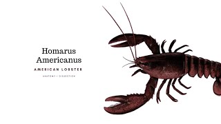 Homarus Americanus — Dissection [upl. by Arotak]