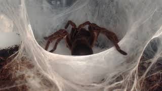 Goliath Birdeater Theraphosa stirmi Laying Eggsac TIMELAPSE only [upl. by Hepzi998]