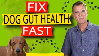 Dog Gut Health Symptoms The Cause Best Probiotics and Diet [upl. by Bautista405]