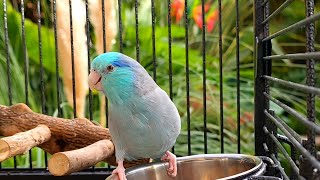 Parrot TV 🦜🌺 Relax To Singing Birds amp Nature Sounds 📺 Parrotlet Sounds 🌴 [upl. by Jameson505]