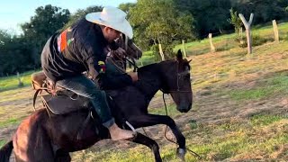 Espumando caballo 🐎cerrero salvaje en el llano 🤠 [upl. by Anual]