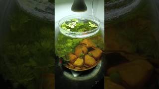 Self sustaining ecosystem bowl ♻️aquascaping fishbowlaquarium shrimptank bettafishaquascaper [upl. by Norrv]