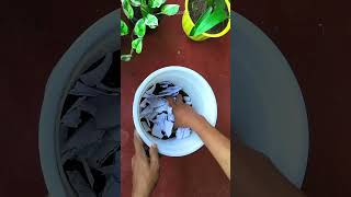 How to Propagate Neon Pothos Golden Pothos shorts [upl. by Chapman]