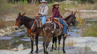 Mule riding  young mule ride  how to ride on mule  training horse riding  training horse race [upl. by Yerhpmuh]