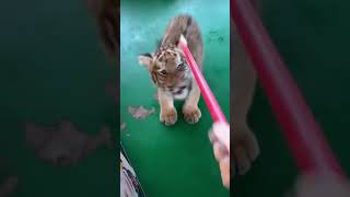 🔥🔥🔥Tigers Furious Roar Dont Get Too Close 🐯 tiger wildlife tigercub fyp foryou cute [upl. by Mellette]