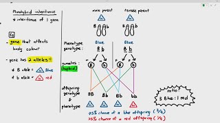 166 Monohybrid Inheritance Cambridge AS A Level Biology 9700 [upl. by Ahsikat]