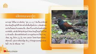 เสียงนกกะปูดร้อง  Coucals Crow pheasants [upl. by Socha]