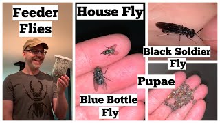 How To Use Feeder Flies Including House Flies Blue Bottle Flies and Soldier Fly Care [upl. by Nueoras]