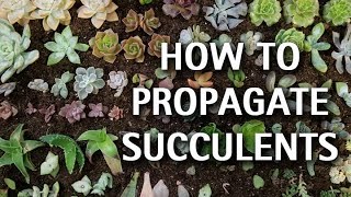 How to Propagate Succulents [upl. by Nahtahoj745]