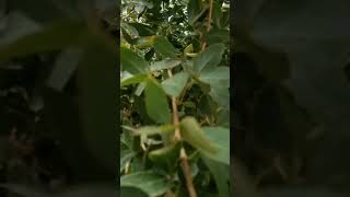 Camachile fruit picking from the tree trunk nature asmr like shortvideo youtubeshorts shorts [upl. by Nogaem181]