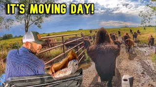 How We Move a Bison Herd in Minutes [upl. by Ertha]