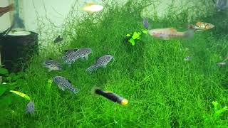 Julii Corydoras In 40 Gallon Community Tank [upl. by Ayatnohs]