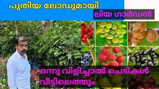 വീണ്ടും പുതിയ ലോഡ്🔥🔥🔥 Np Liya Garden whole sale fruitplant Nersory fruitplant Nersory [upl. by Emyam]