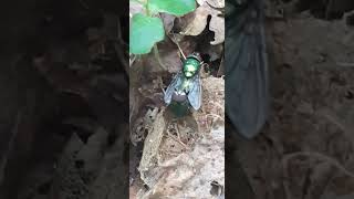 Two Common Green Bottle Fly  Mating Time insects [upl. by Rosamund]