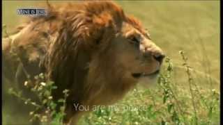 Jehovah Shalom  Shannon Wexelberg  Lyric Video [upl. by Adilen]