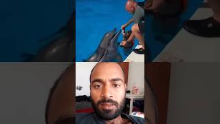 Dolphin 🐬 fish beautiful moment shortsfeed dolphin youtubeshorts summer animals swimming [upl. by Lepper]