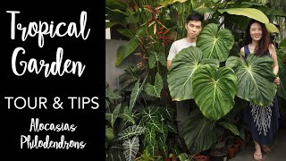 Tropical Garden Tour with Pro Care Tips  50 Aroids with Master of Alocasia Care ft Lone Wong [upl. by Halimak651]