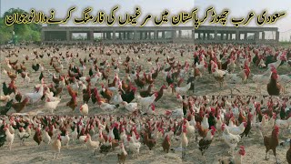 4000 Free Range Chicken Farming In PakistanBiggest Free Range Desi Murgi Farm in PakistanDesihen [upl. by Akcired]