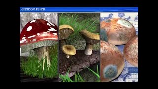 CBSE Class 11 Biology  Kingdom Fungi  By Shiksha House [upl. by Angelle]