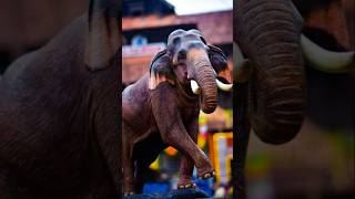 Guruvayoor kesavan Aanapremi307 guruvayoor elephants [upl. by Basil]