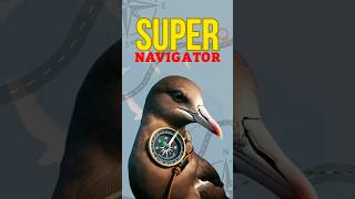 Natures GPS Manx Shearwaters Secret to Flawless Navigation shorts viral [upl. by Neukam582]