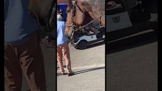 Je parle le cheval je crois 😂shorts [upl. by Aylsworth]