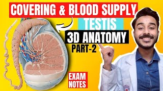 covering of testis anatomy 3d  blood supply of testis anatomy  nerve supply of testis anatomy [upl. by Nrublim]