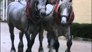 Les Chevaux de Trait  Au coeur de la tradition [upl. by Arracahs]