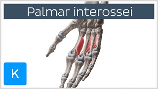 Palmar Interossei Muscles  Origins amp Function  Human Anatomy  Kenhub [upl. by Halsy]