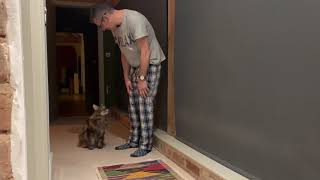 Giant Maine Coon Talking To Owner [upl. by Anidem]