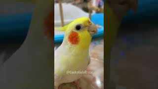 Cockatiel Symphony Adorable Chirps and Tweets CockatielCraze [upl. by Ainex524]