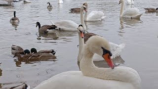 Tranquil winter 4K  Swans Ducks amp Geese in Peaceful Harmony  Nature Sounds for Relaxation [upl. by Aterg354]