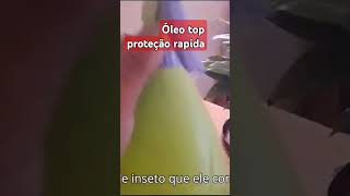 como fazer INSETICIDA DE óleo INCRÍVEL caseiro a melhor escolha para proteger suas hortaliçasshorts [upl. by Yesmar43]