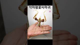 요청 크기가 실감 않나서 재업 악마왕꽃사마귀 Idolomantis diabolica on hands [upl. by Hilaria]