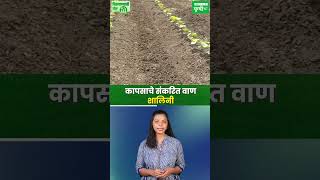 Cotton कापसाचे संकरित वाण  शालिनी [upl. by Enomor]