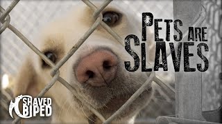 Pets are Slaves [upl. by Efeek]