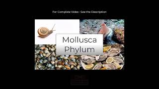 Mollusca Phylum I Species in News I Link for Complete video in Description [upl. by Anyer459]