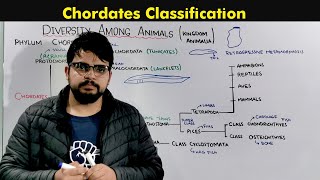 Classification of Chordates Kingdom Animalia [upl. by Allina89]