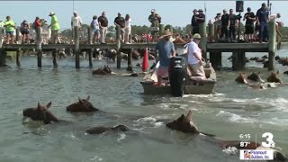 Annual Chincoteague Island Pony Swim draws large crowd [upl. by Skill]