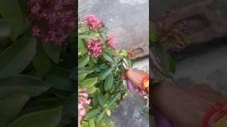 FLOWER CUTTING AND PROONING prooning cutting ixora ixoraplant shortsviral shorts shortsvideo [upl. by Rodablas377]