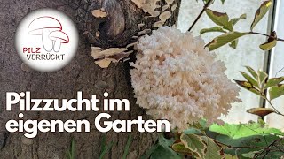 Pilzzucht im eigenen Garten Hält der Ästige Stachelbart was er verspricht [upl. by Benge]