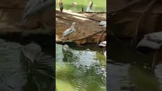 Zoo Negara Malaysia malaysia travel kualalumpurtravel kualalumpurtravelvlog [upl. by Angie603]