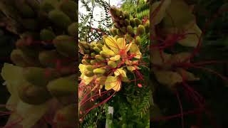 Caesalpinia exotic subtropical flowering outdoors in the UK [upl. by Leumel]