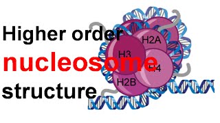 Higher order nucleosome structure [upl. by Ybsorc]