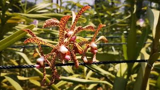 United Malaysian Orchids Part II [upl. by Kermit]