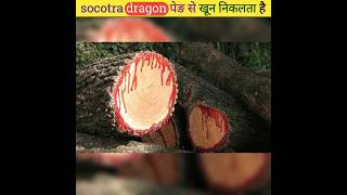 Socotra dragon ped se Khoon nikalta haitrendingviralshort [upl. by Sunil]