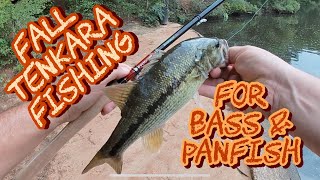 Fall Tenkara Fishing for BASS amp Panfish tenkara テンカラ flyfishing [upl. by Tolley]