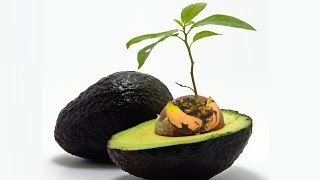 Grow Avocado Indoors How To [upl. by Hall]